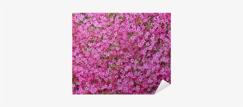 Groundcover With Hot Pink Flowers As Background Poster - Hot Pink Flowers Background, transparent png download