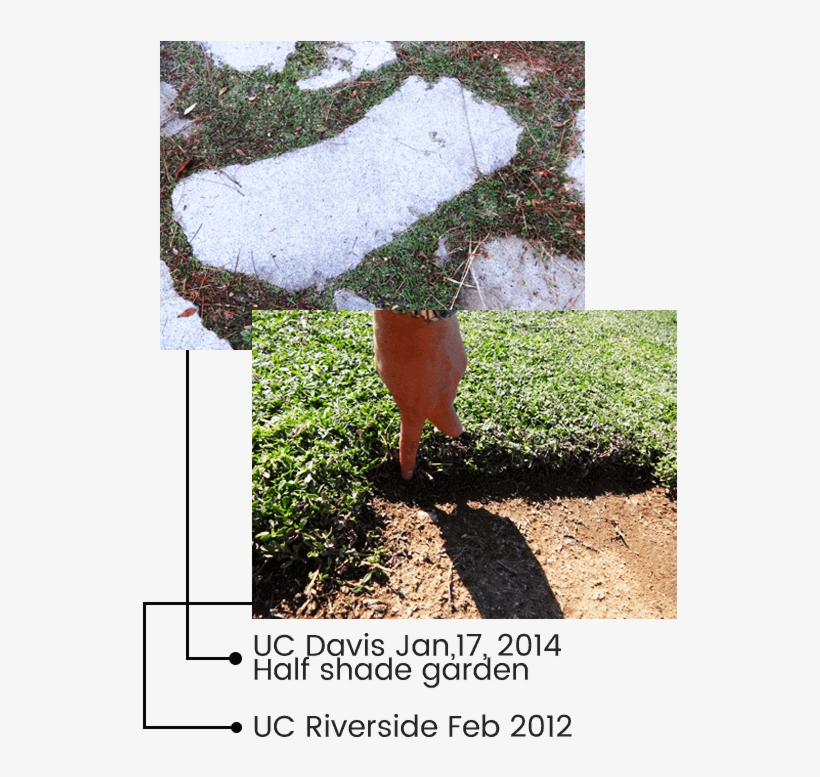 Evergreen - Tree, transparent png download