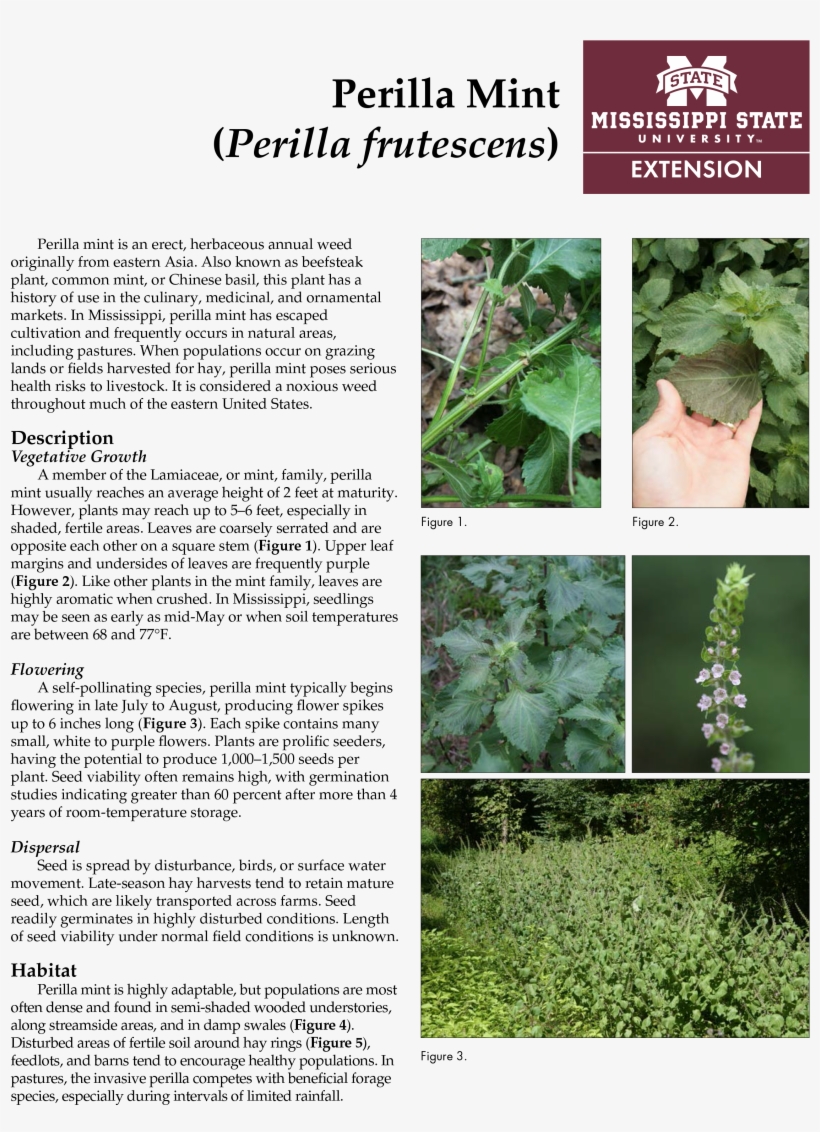 Perilla Mint - Tree, transparent png download