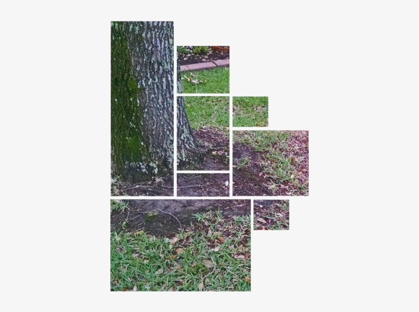 Turf Problems Renovations - Africa Lawns, transparent png download