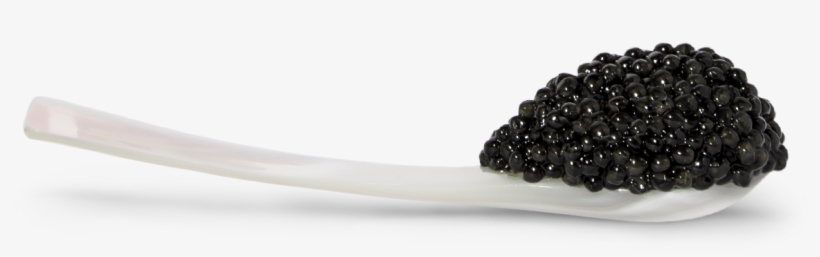 Star Of The Ocean - Blackberry, transparent png download