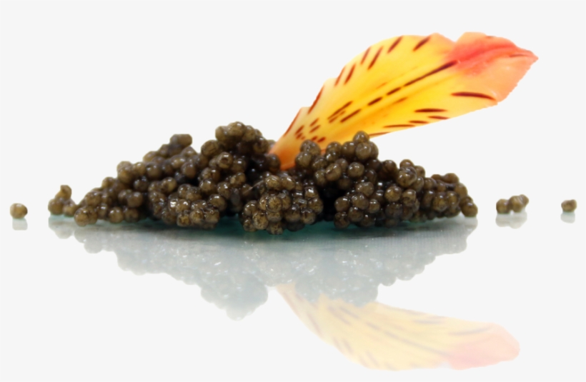 Dish, transparent png download