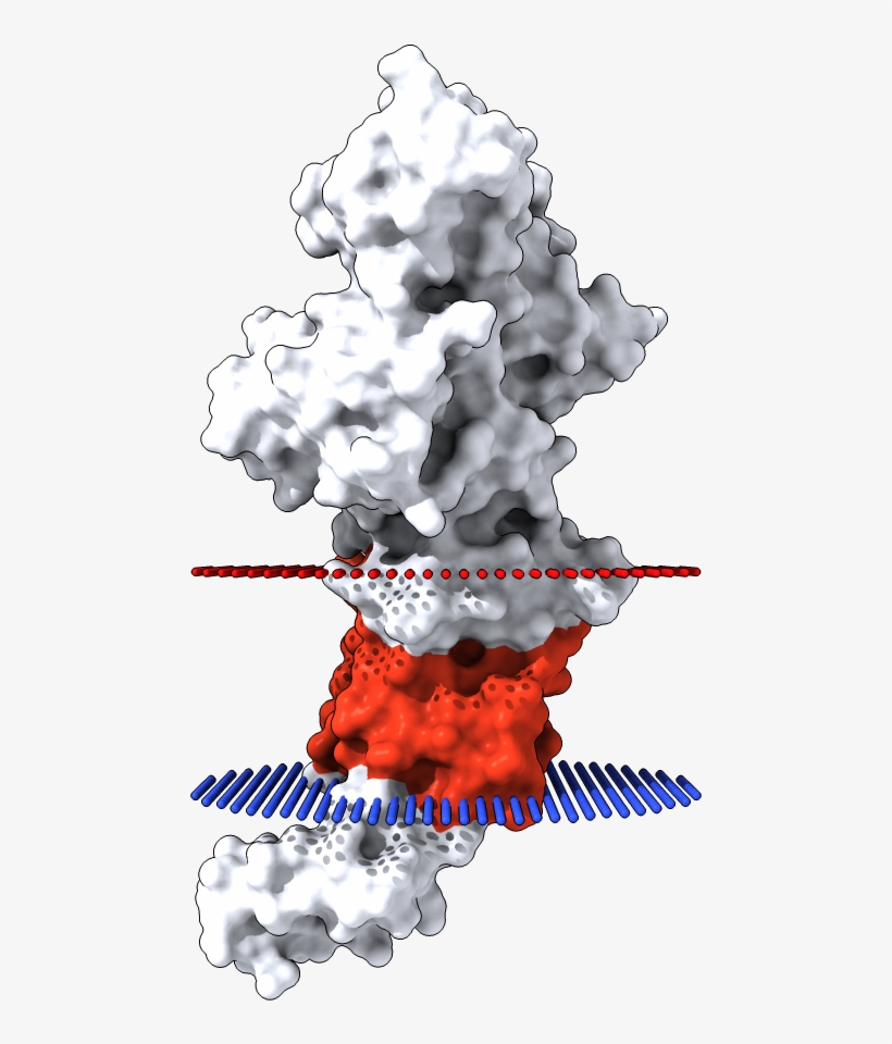 Transmembrane Surface Display Opm - Illustration, transparent png download