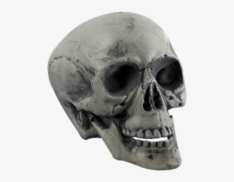 Plastic Skull Prop - Skull, transparent png download