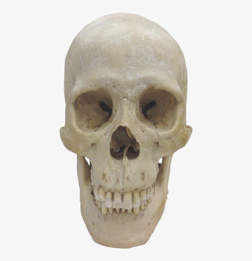 Museum Of Primatology - Homo Sapiens Skull Png, transparent png download