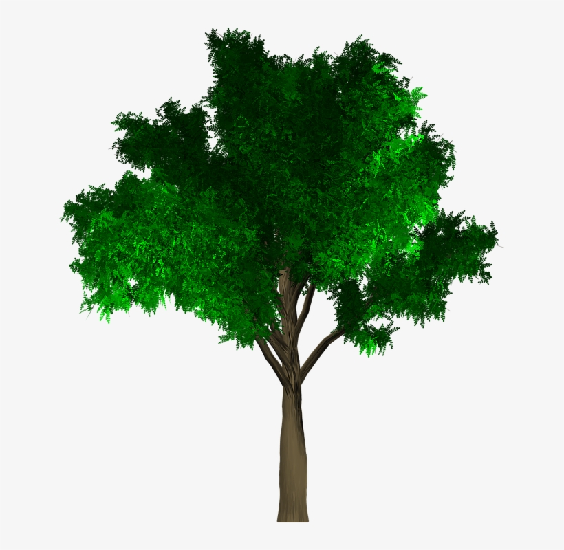 Tree, Isolated, Leaf, Green, Foliage, Branch, Ecology - Yogalogy: The Guide For Yoga Exams, transparent png download