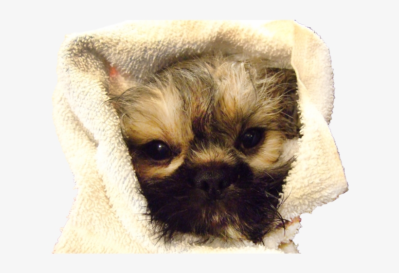 Village Paws Russell Ontario - Village Paws, transparent png download