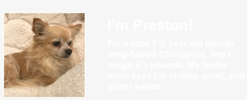 Powell Paws - German Spitz Mittel, transparent png download