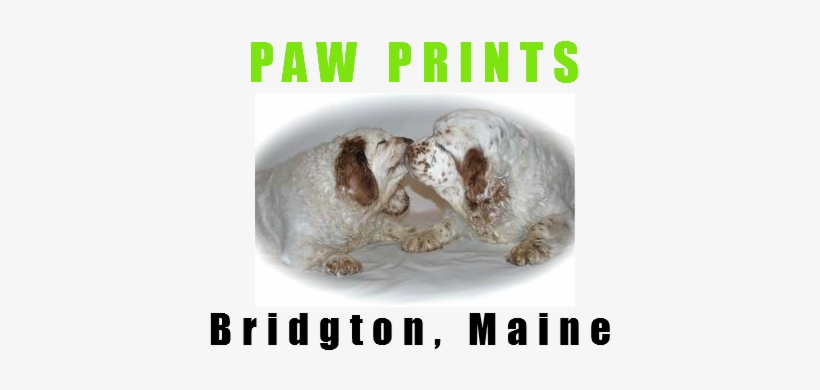 Your One Stop Shop For Raw Diets And Holistic Pet Supplies - Igneous Rock, transparent png download