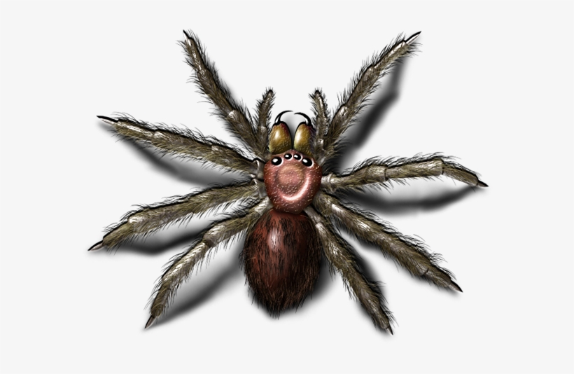 Bugs Png Image - Portable Network Graphics, transparent png download