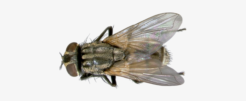 Fly Png - Home Fly Png, transparent png download