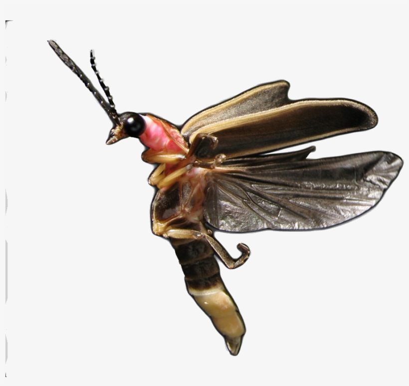 Photinus Pyralis - Common Eastern Firefly, transparent png download