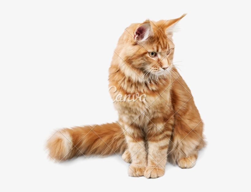 Canva Ginger Cat Sitting Mab431sv De - Tabby Ginger Cat Png, transparent png download