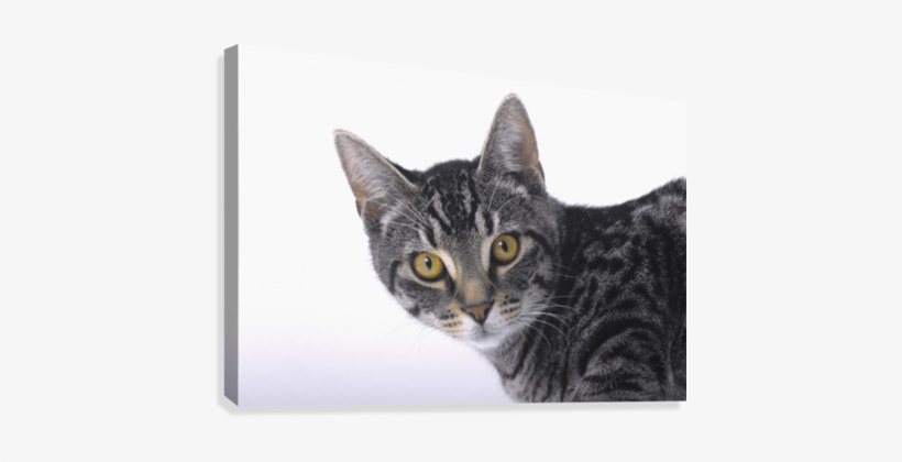 Portrait Of A Grey Tabby Cat - Portrait Grey Tabby Tabby Cat Prints, transparent png download
