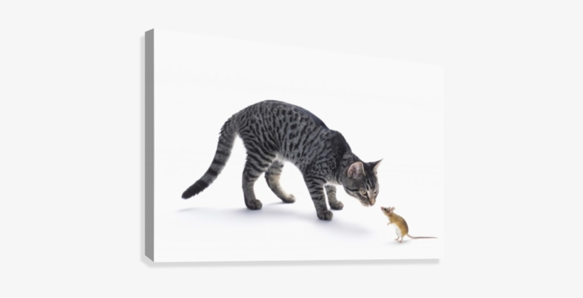 Grey Tabby Cat And Mouse Staring At Each Other - Posterazzi Grey Tabby Cat And Mouse Staring Posterprint, transparent png download