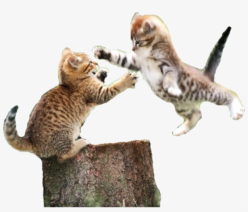 Cats - Live A Joyful Life, transparent png download