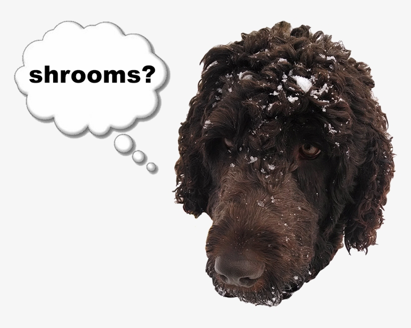 Rainershrooms - Thought Bubbles, transparent png download