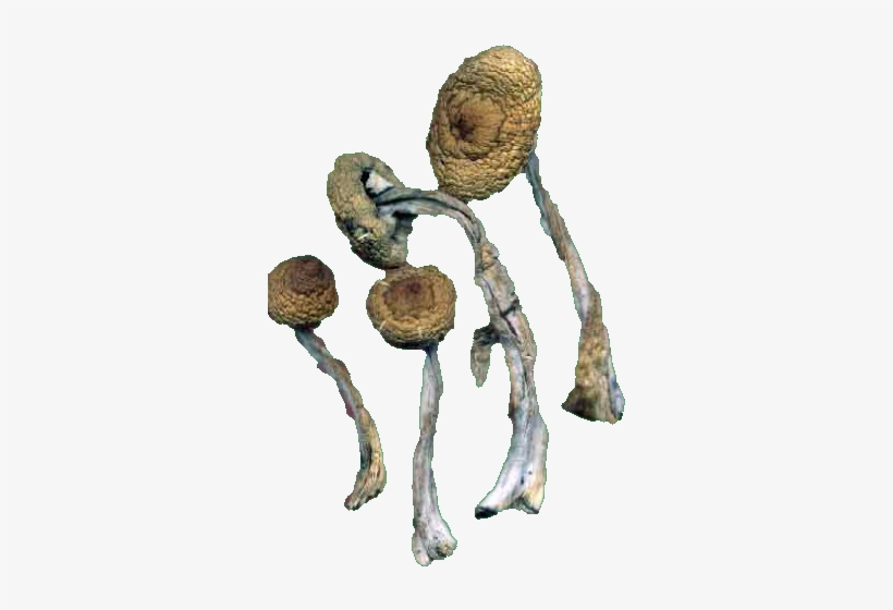 Png Transparent Shrooms Mushies Psilocybin Psilocybe - Psilocybin Png, transparent png download