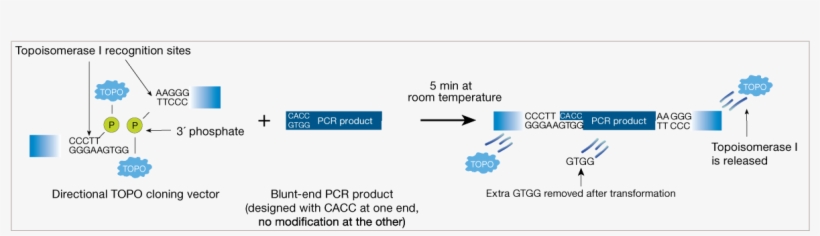 Directional Topo Cloning Of Blunt-end Dna - Blunt Directional Cloning, transparent png download