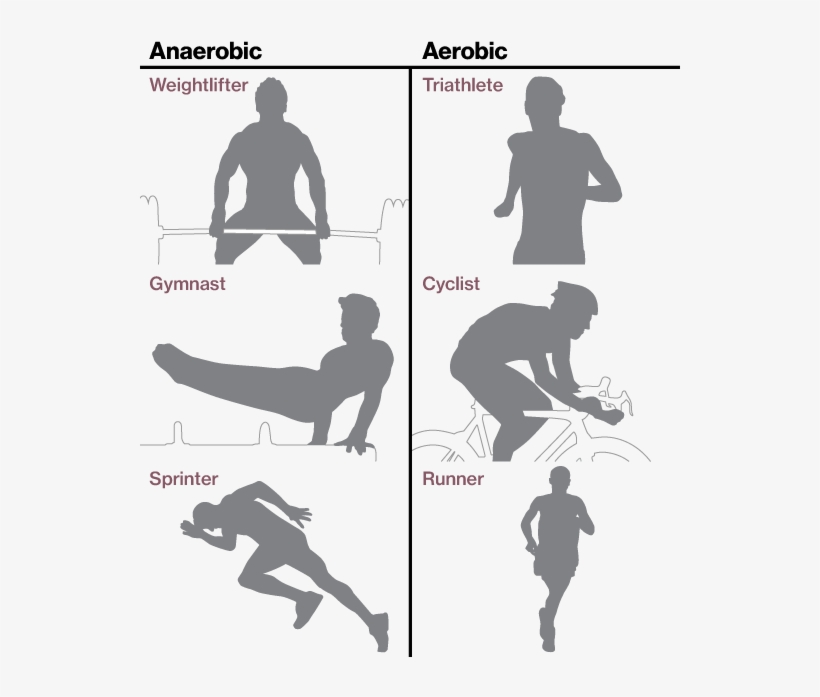 Anaerobic Training - Aerobic And Anaerobic Exercise, transparent png download