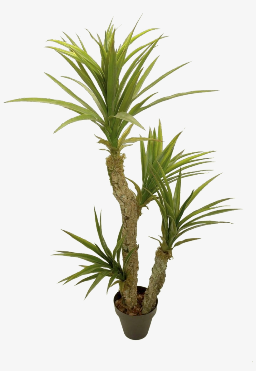 Yuca - Plastic, transparent png download