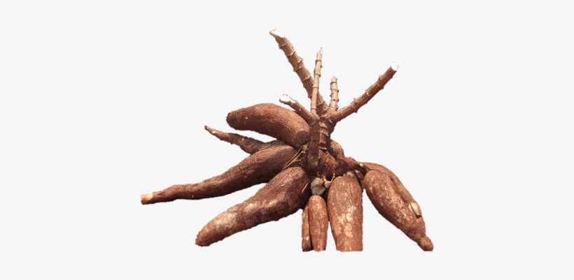Article Image - Cassava Root, transparent png download