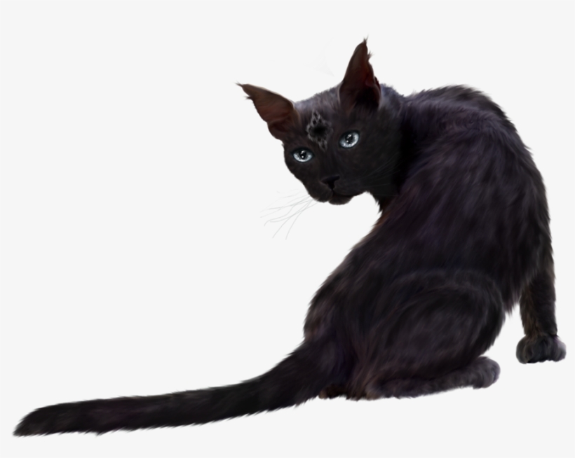 Black Cat Png Clipart Download - Real Black Cats Png, transparent png download