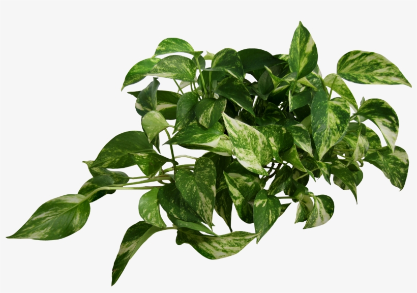 Epipremnum Plant Png - Blue Pastel Wallpaper Iphone, transparent png download