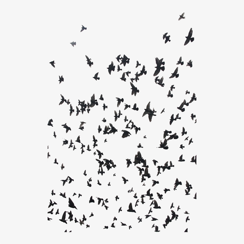 Birds Png Transparent Transparent Blog - Twenty One Pilots Isle Of Flightless Birds Quote, transparent png download