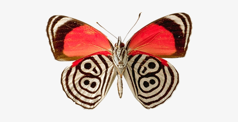 Butterfly Png Clipart - Tchaikovsky Symphony No 6 Cd, transparent png download