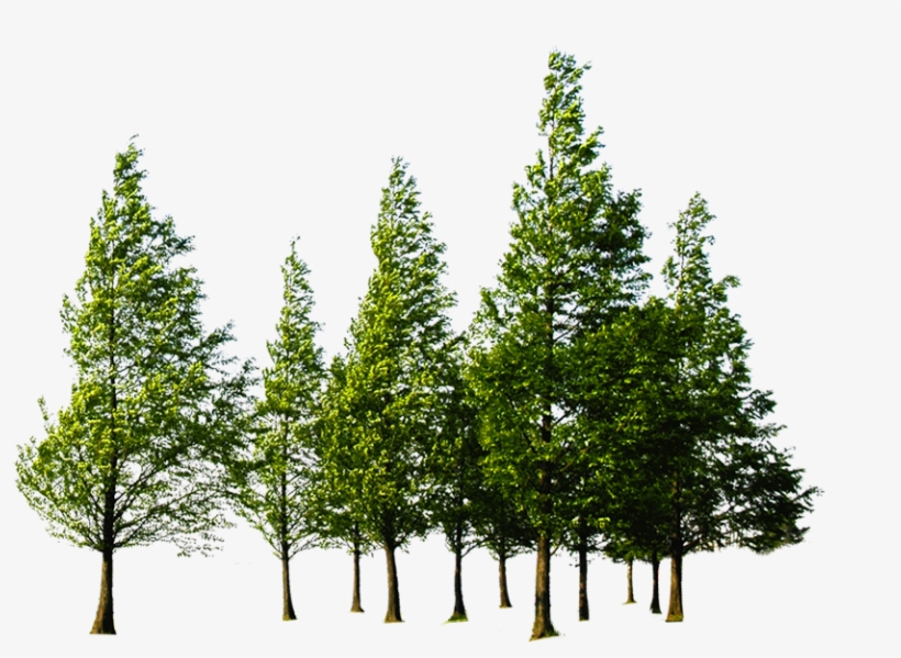 forest png file download free foret png png image transparent png free download on seekpng forest png file download free foret