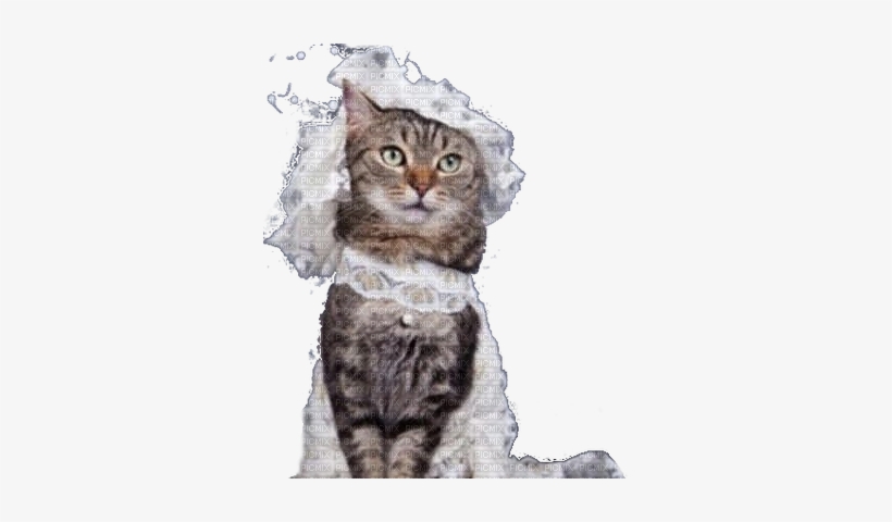 Wedding Cat Bride - Cat Wedding, transparent png download