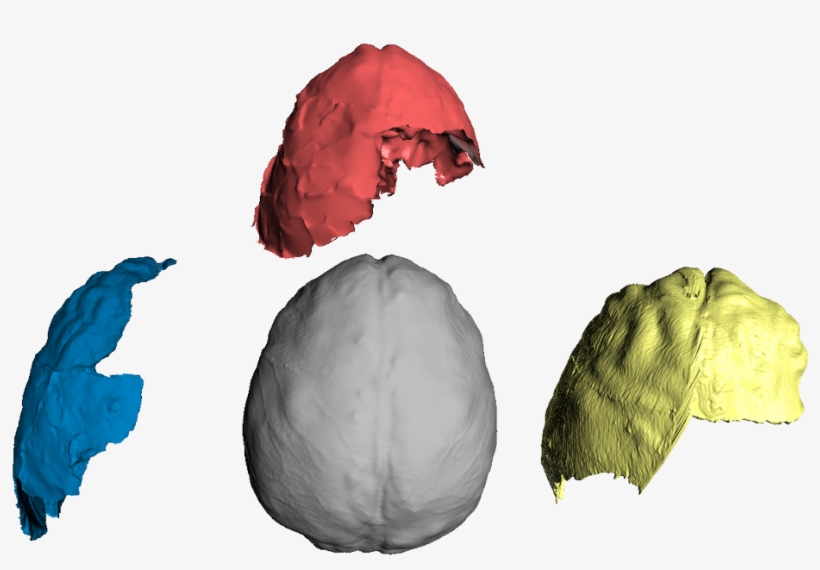 Endocasts Of Homo Naledi , Australopithecus Boisei - Illustration, transparent png download