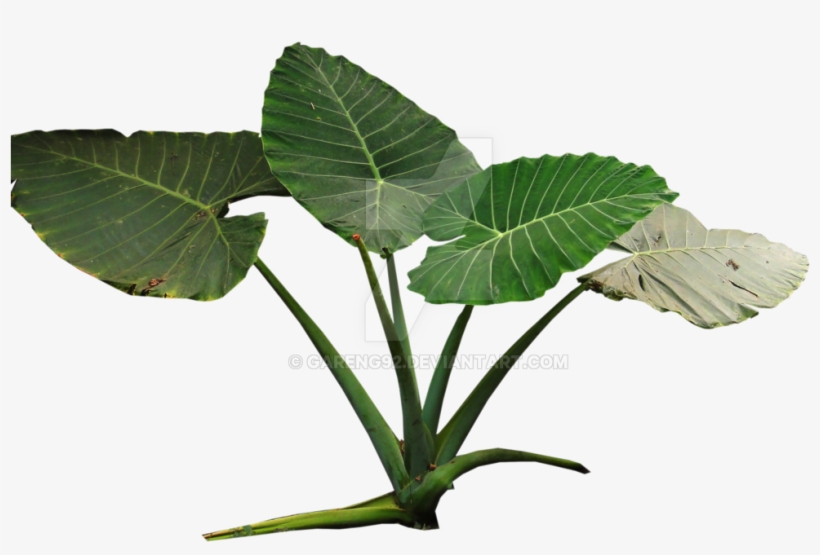 Colocasia Gigantea Rain Forest Transparent Stock - Plant Png, transparent png download