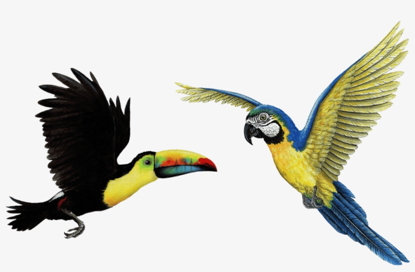 Tropical Birds Png - Toucan Transparent Png, transparent png download