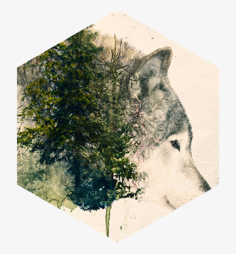 Wolf Nat - Wolf Painting Tree, transparent png download