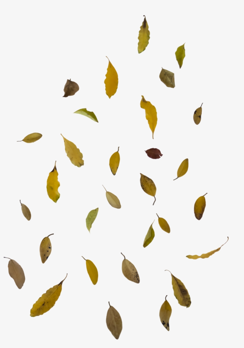 Falling Leaves Png Image - Hojas De Otoño Png, transparent png download