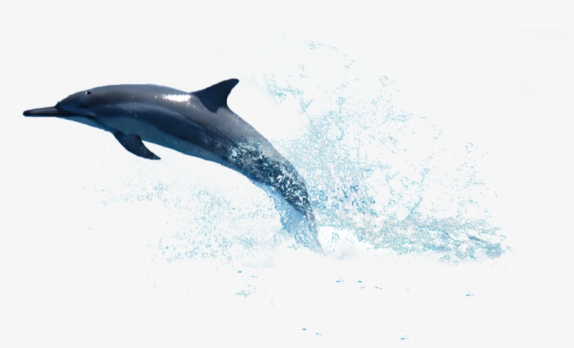 Dolphin Png Photo Water - Dolphin, transparent png download