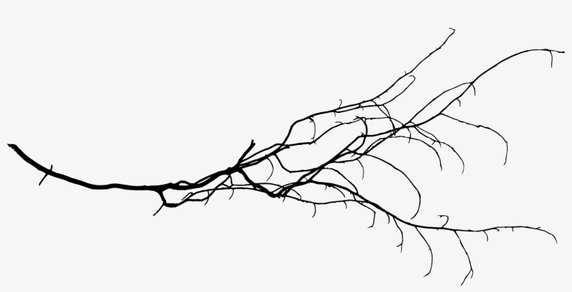 Free Download - Tree Branch Png, transparent png download