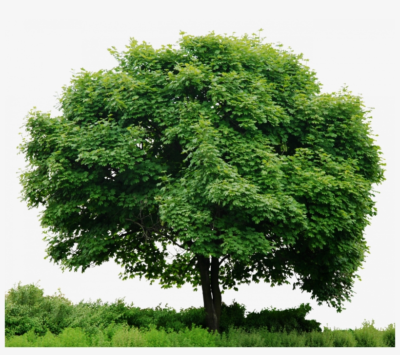 Trees - Archivos Png Sin Fondo, transparent png download