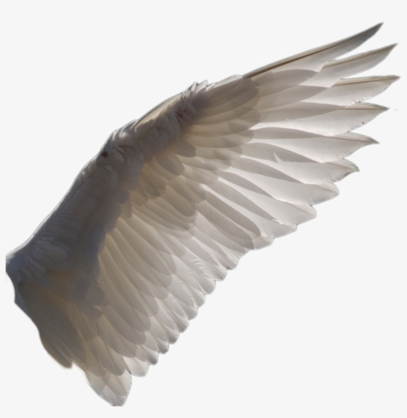 Wing Png 1 By Evelivesey - Wing Png, transparent png download