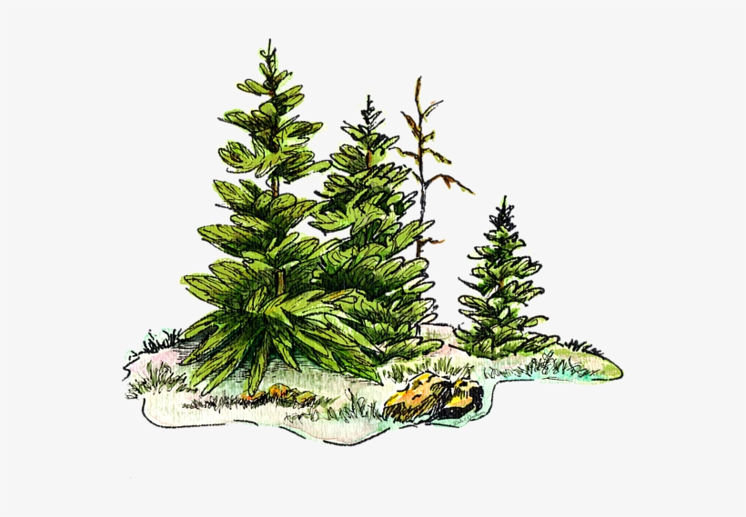 Click And Drag To Re-position The Image, If Desired - Watercolour And Ink Pine Tree, transparent png download