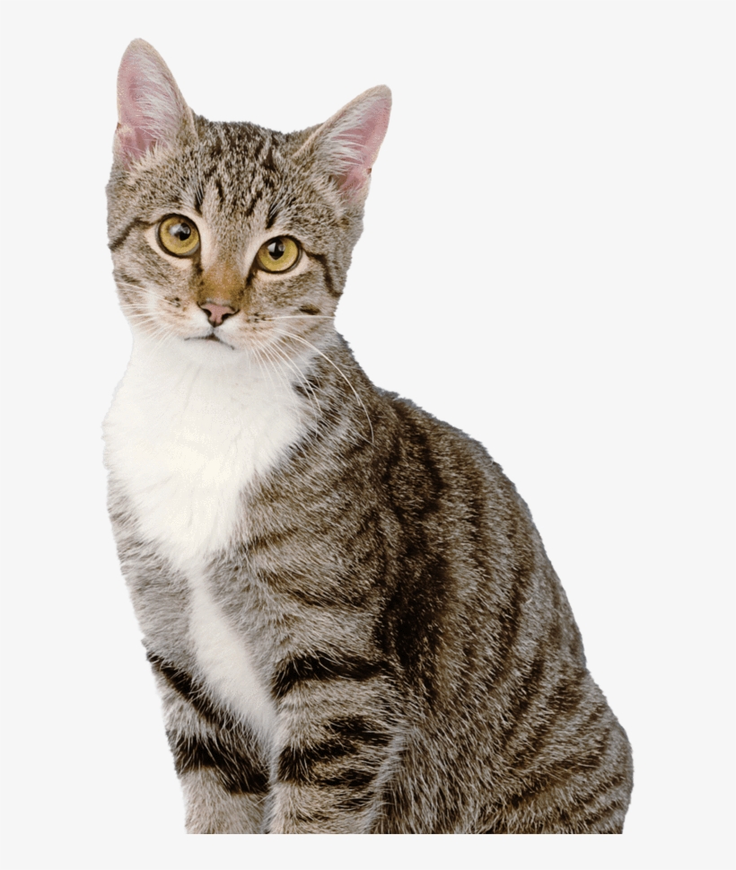 Gregory, Angier N - Our Pets Smartscoop Intelligent Automatic Litter Box, transparent png download