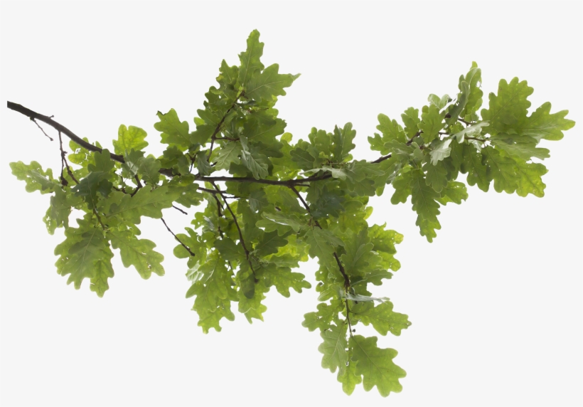 Tree Branch Png Transparent Image Tree Branch Transparent Background Png Image Transparent Png Free Download On Seekpng