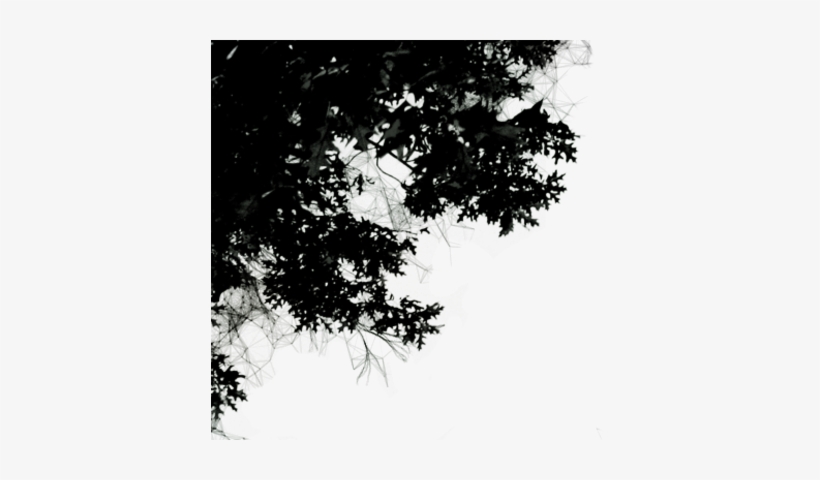 Tree Branches Png - Black N White Png, transparent png download