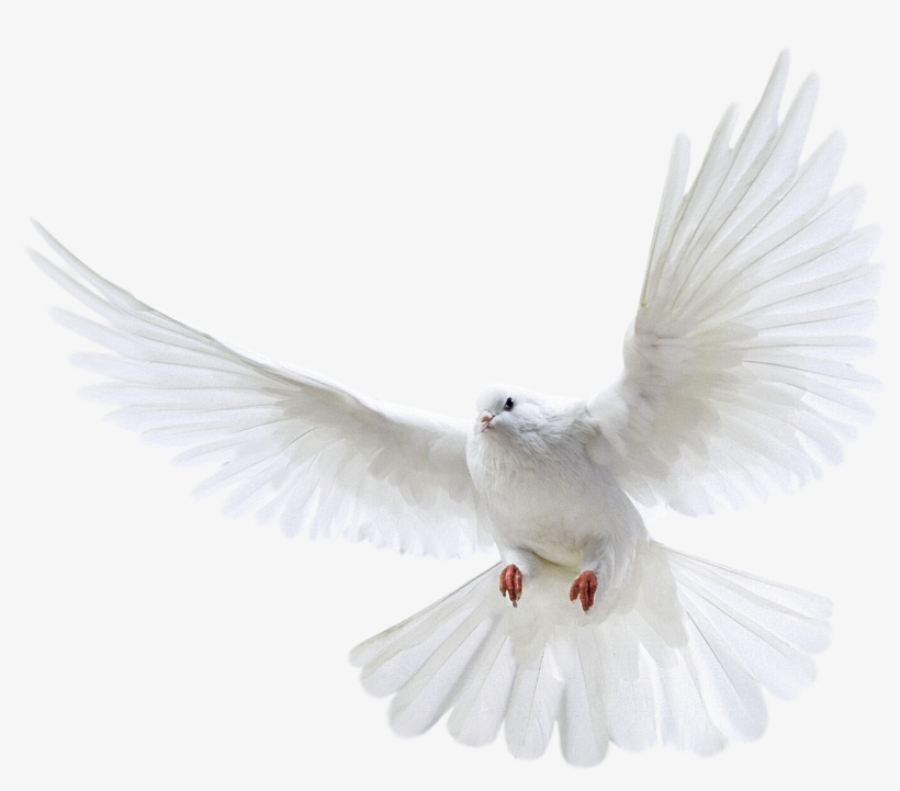 Imagens Png Casamento - Pigeon Png, transparent png download