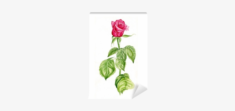 Watercolor Illustration Of A Beautiful Red Rose Flower - Watercolor Painting, transparent png download