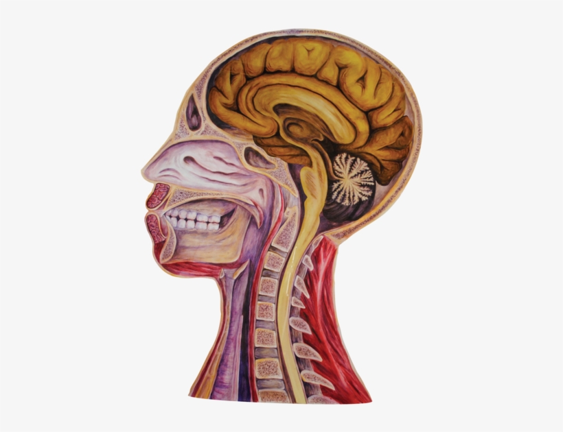 09 Heads Empty W Brain - Portable Network Graphics, transparent png download