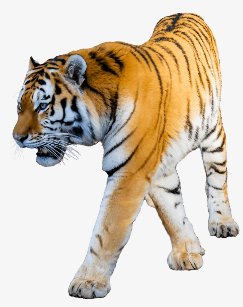 Animals - Tigers - Tiger With White Background, transparent png download