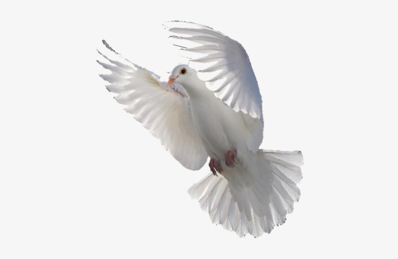 Thank You For Visiting My Online Gallery For Oil, Acrylic - Dove Flying Transparent Png, transparent png download